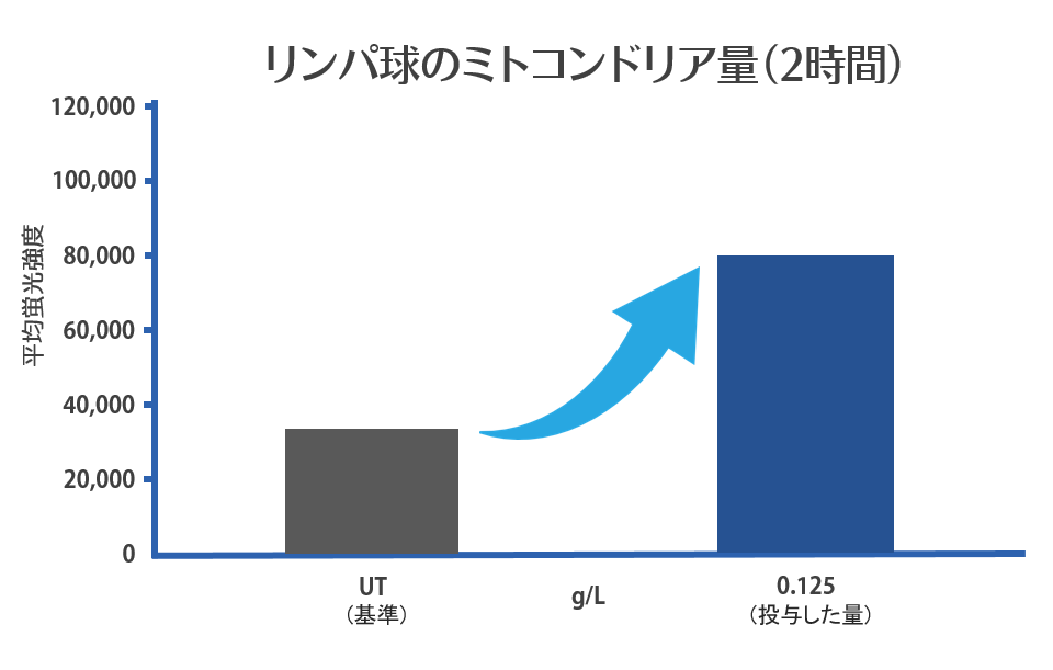 2時間でのリンパ球のミトコンドリア量の変化