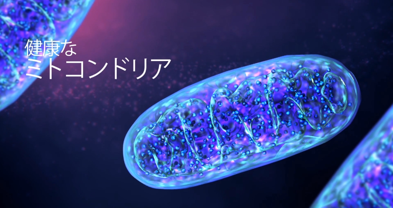 夏の疲れ・イライラ・老け見え…その裏には“ミトコンドリアの異常”が
