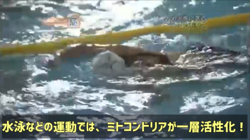水泳などの運動では、ミトコンドリアも一層活性化